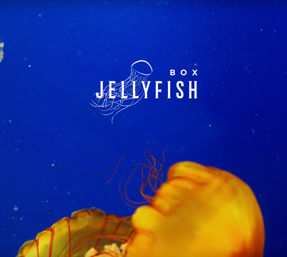 box-jellyfish